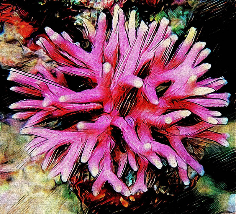 Pink It Is - Image 2