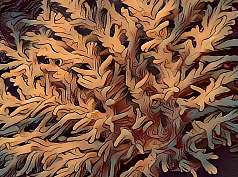 Morning Fluff - Image 2