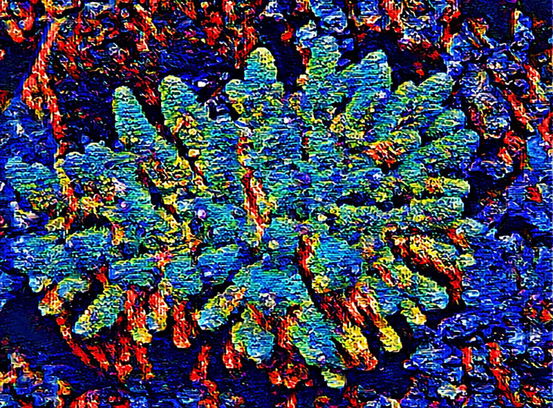 Reef Candy - Image 2